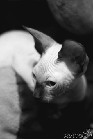 Красивая кошка