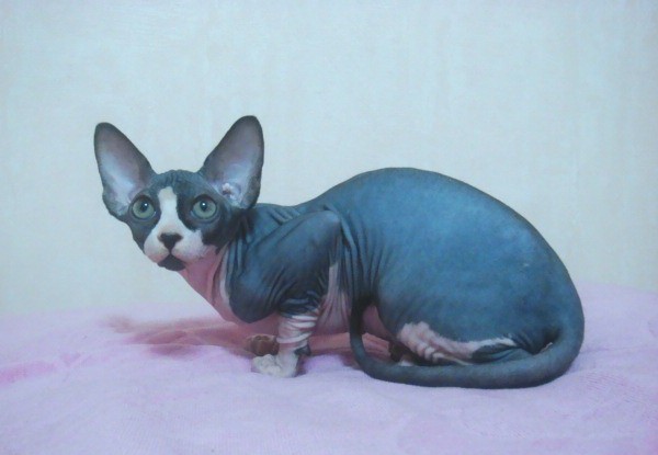 Красивая кошка