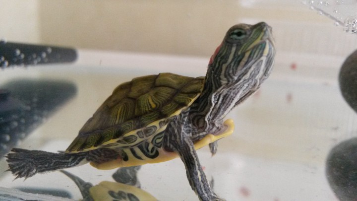 Приму в дар аквариум