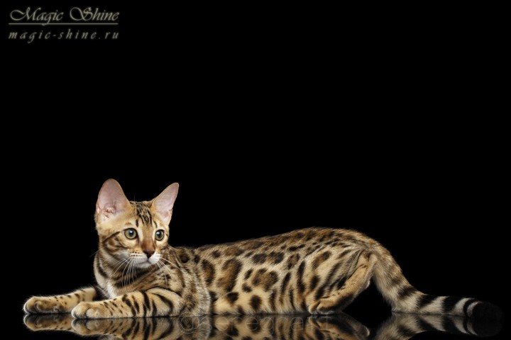 Бенгальские котята. Ручные мини-леопардики!