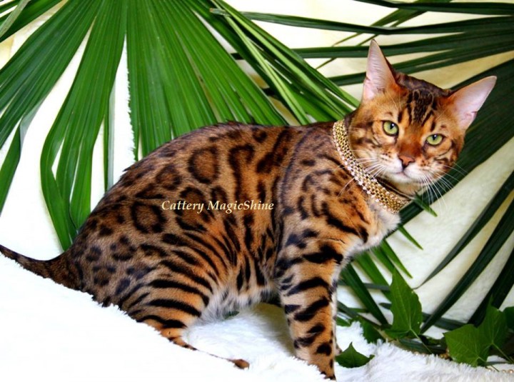 Бенгальские котята. Ручные мини-леопардики!