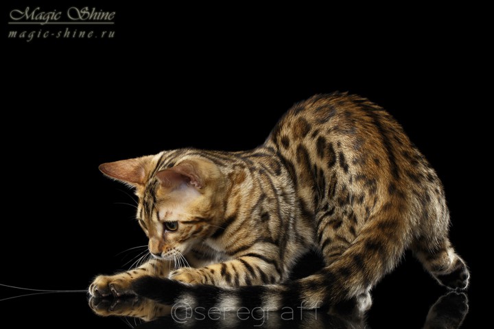 Бенгальские котята. Ручные мини-леопардики!