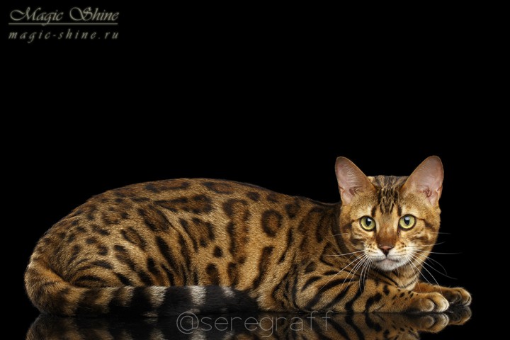 Бенгальские котята. Ручные мини-леопардики!