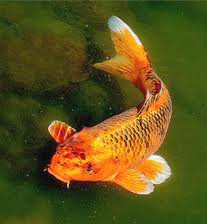 Куплю прудовых  карпов КОИ !