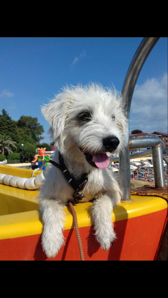 Помогите найти друга Рикки !!!!!