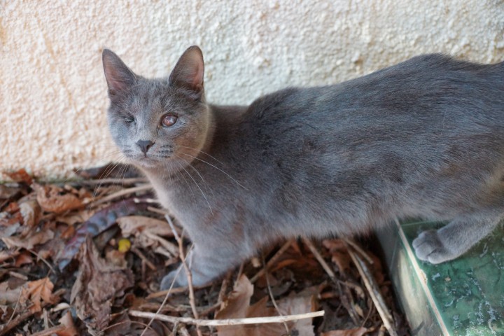 Особенный слепой котенок-инвалид ищет дом и добрых хозяев! 