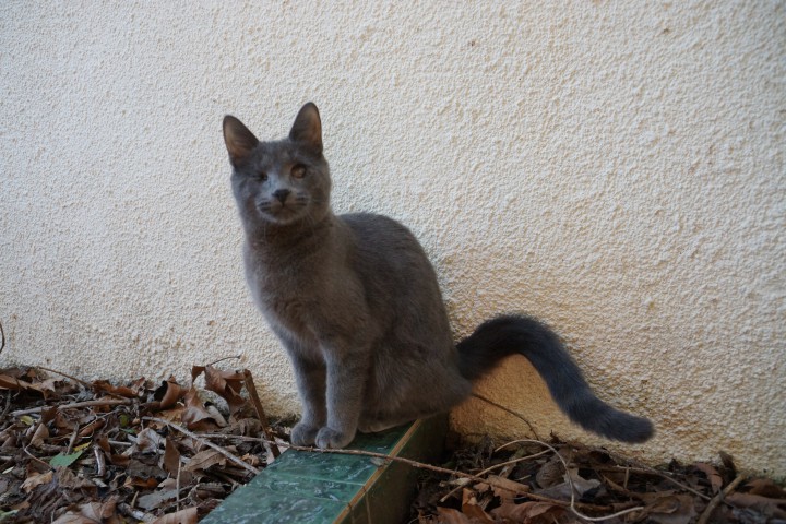 Особенный слепой котенок-инвалид ищет дом и добрых хозяев! 