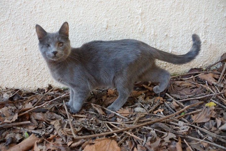 Особенный слепой котенок-инвалид ищет дом и добрых хозяев! 