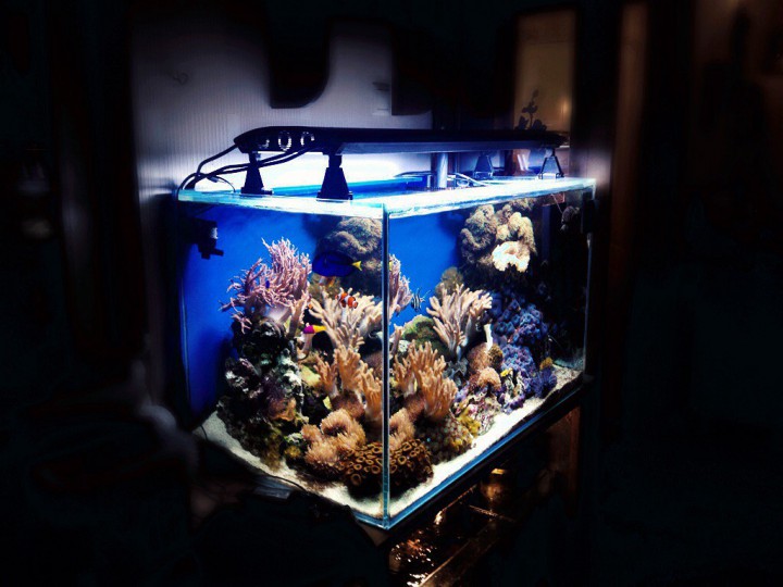 Продам морской аквариум ...