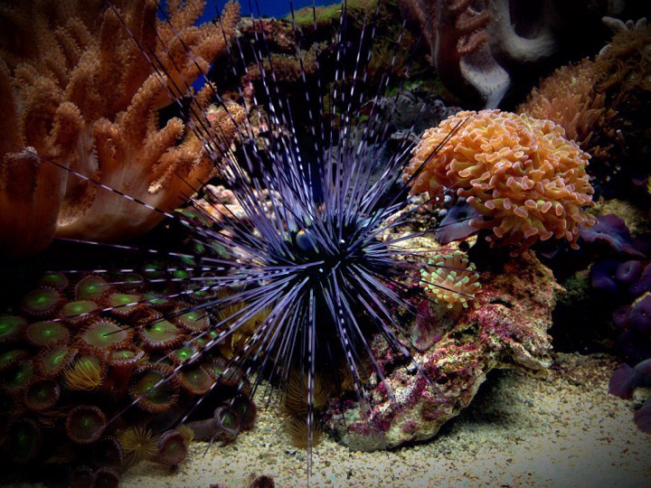 Продам морской аквариум ...