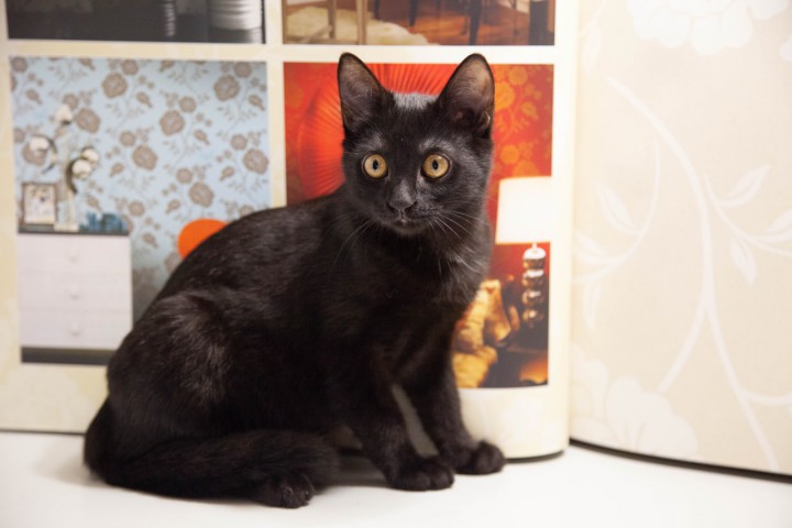 Котенок Руби