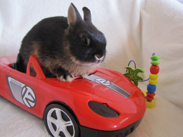 Карликовые кролики