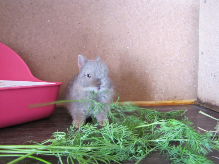 Карликовые кролики