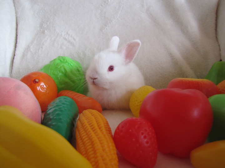 Карликовые кролики