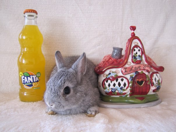 Карликовые кролики