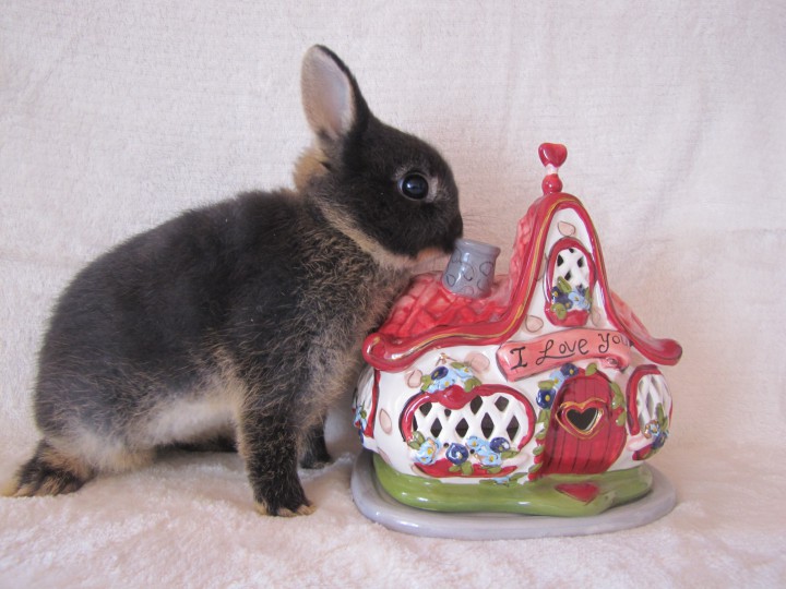 Карликовые кролики