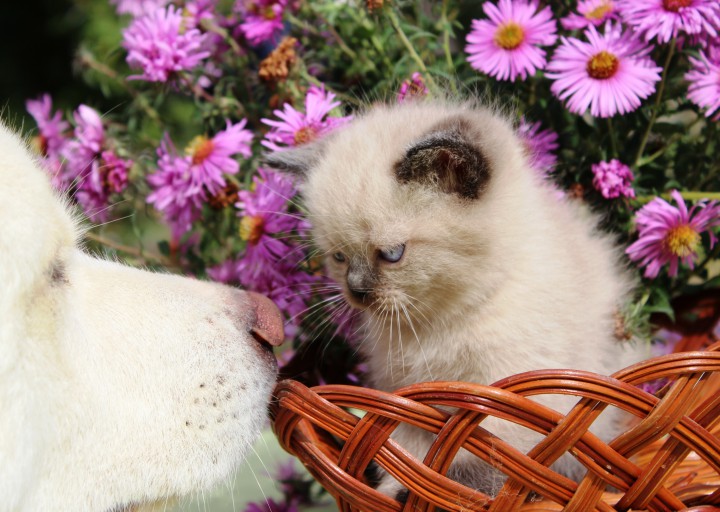 Тайские (сиамские) котята