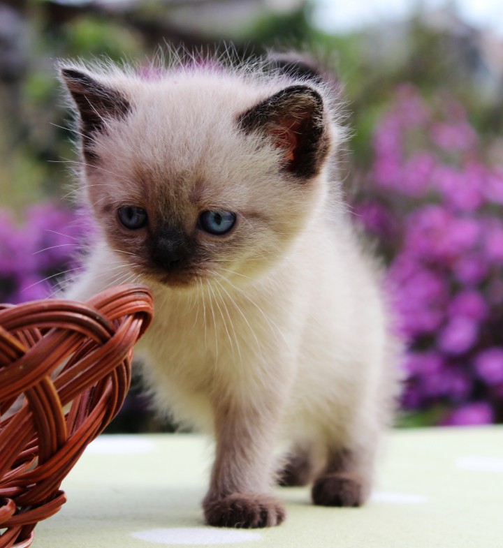 Тайские (сиамские) котята