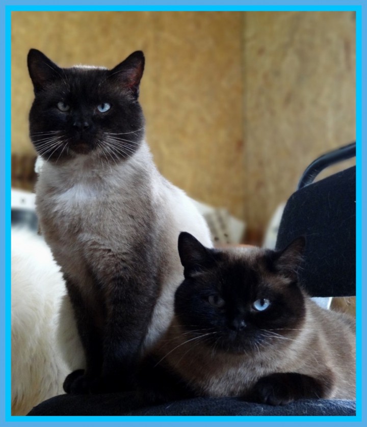 Тайские (сиамские) котята