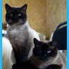 Тайские (сиамские) котята