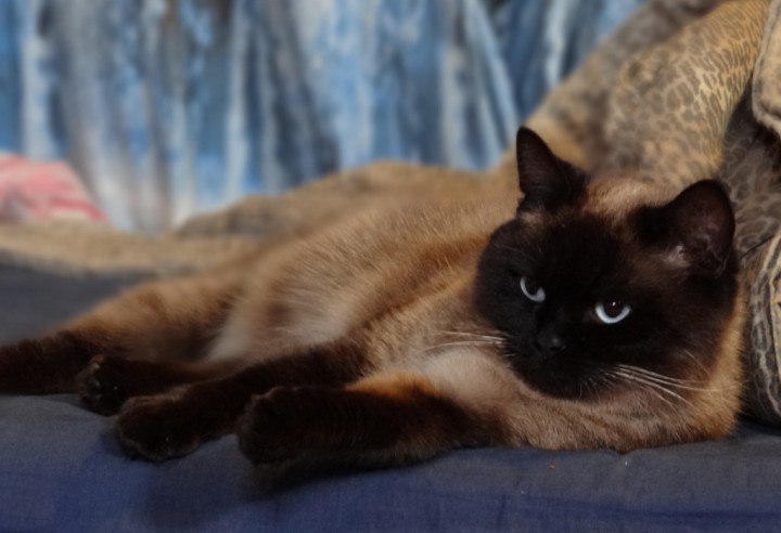 Тайские (сиамские) котята