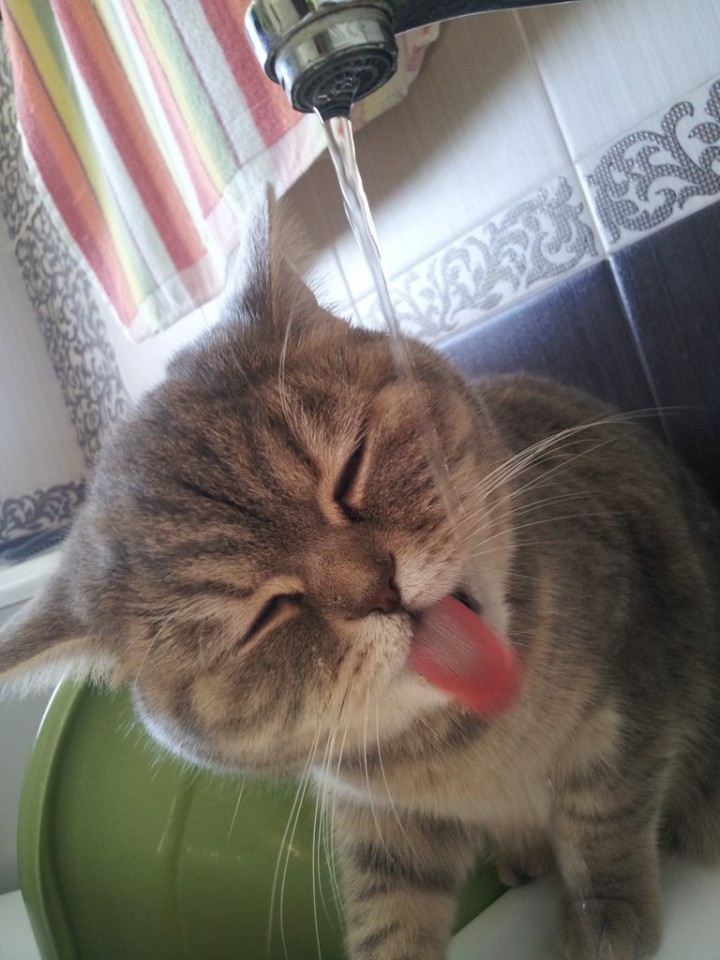 Шотландка ищит друга