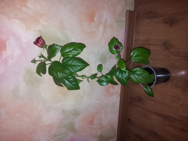  Гибискус (Китайская роза) махровый красный