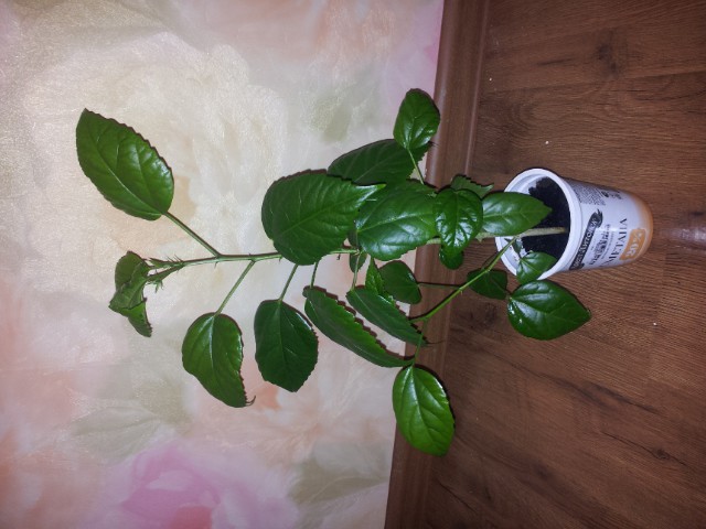  Гибискус (Китайская роза) махровый красный