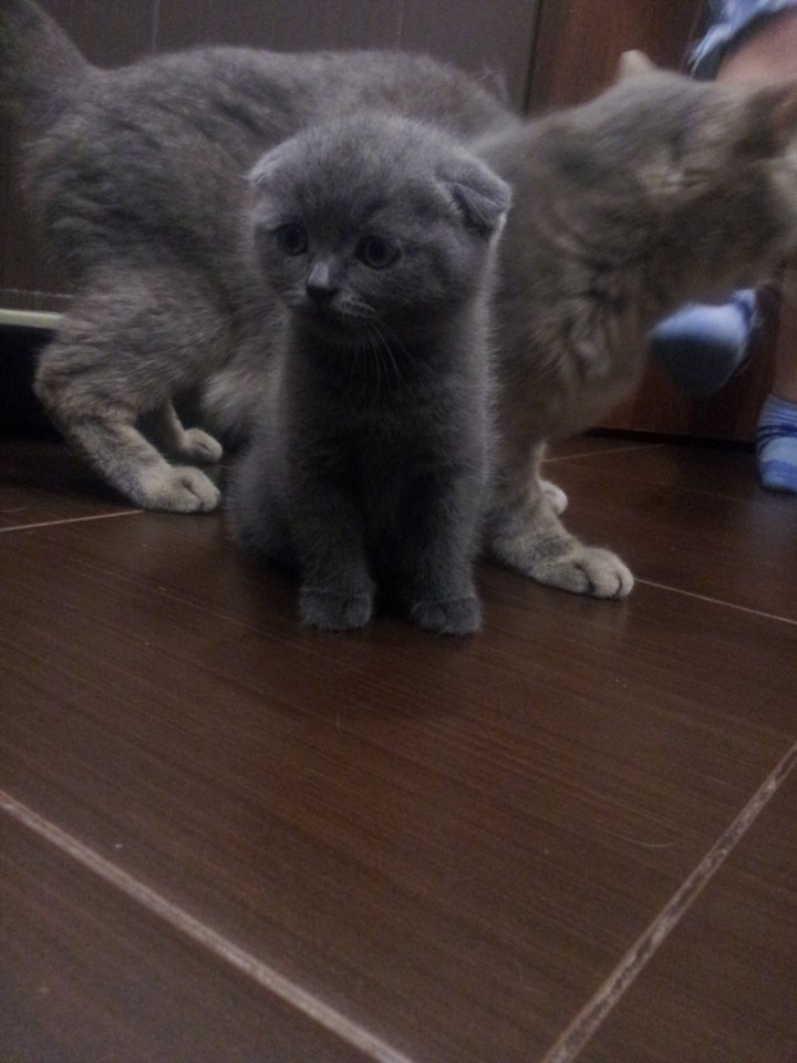 Продаются котята шотладцы (без документов)