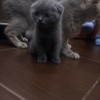 Продаются котята шотладцы (без документов)