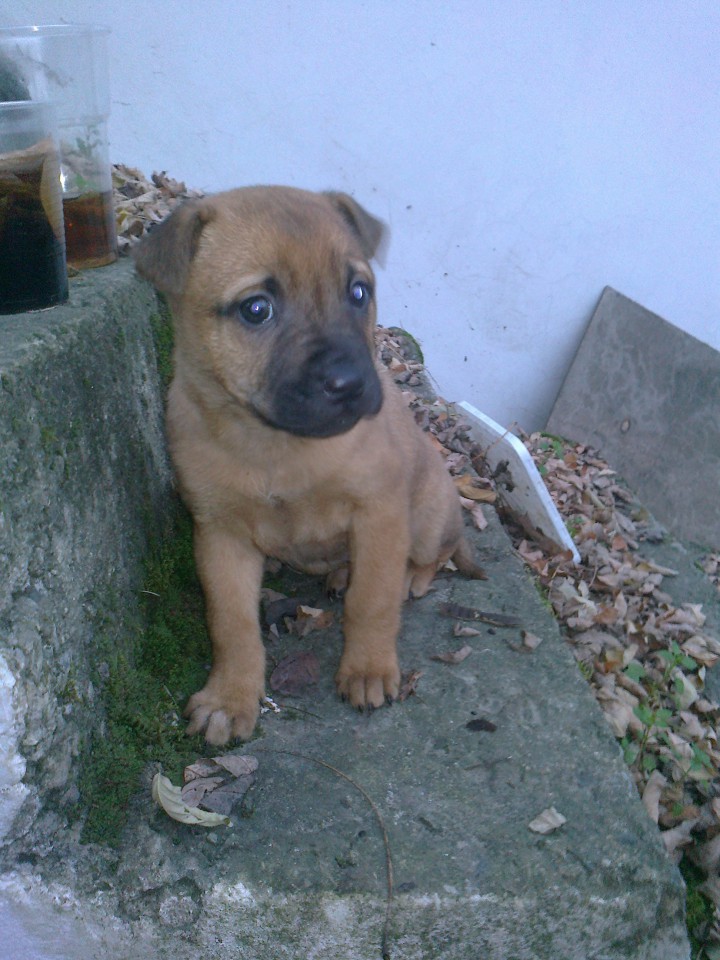 Щенок в семью!!!