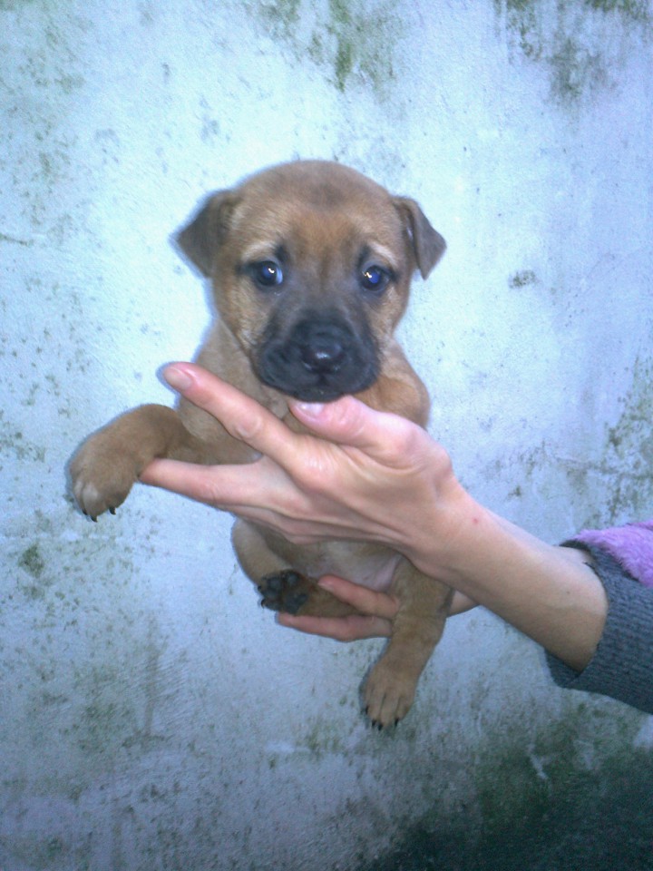 Щенок в семью!!!