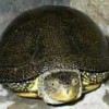  Продаю черепаху не дорого