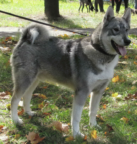 Пропала собака на ул.Фурманова