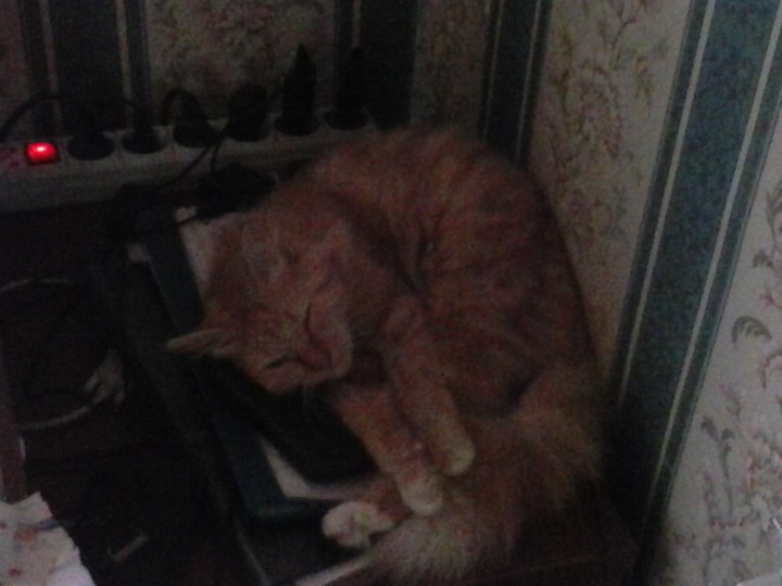 пропала кошечка на новой мацесте