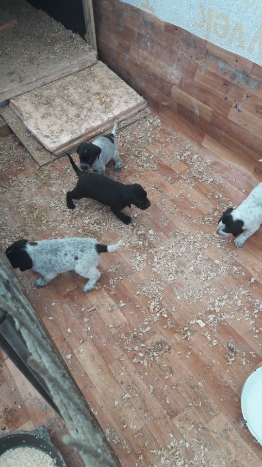 Задорные щенки в добрые руки 