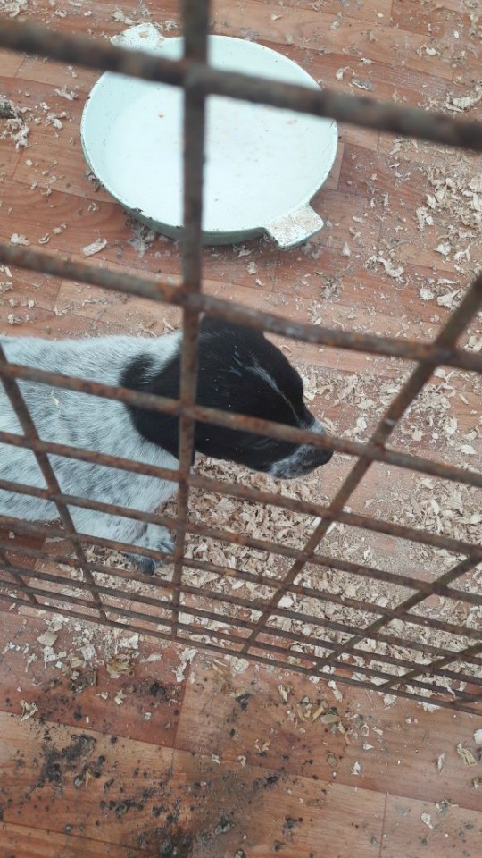 Задорные щенки в добрые руки 