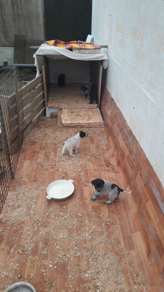 Задорные щенки в добрые руки 