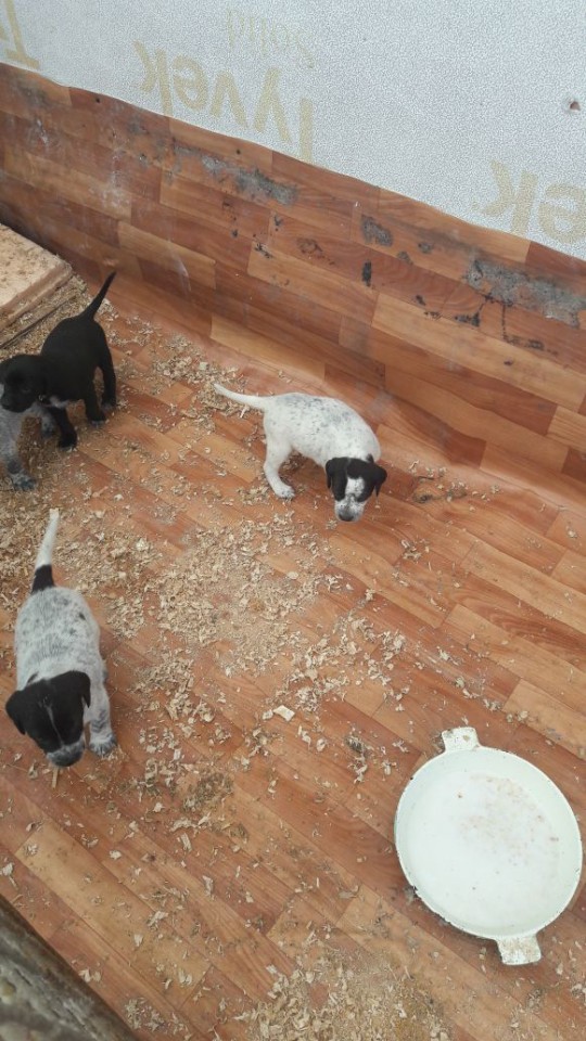 Задорные щенки в добрые руки 