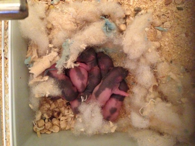 Отдадим в добрые руки