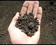 Приму землю/грунт, Хоста