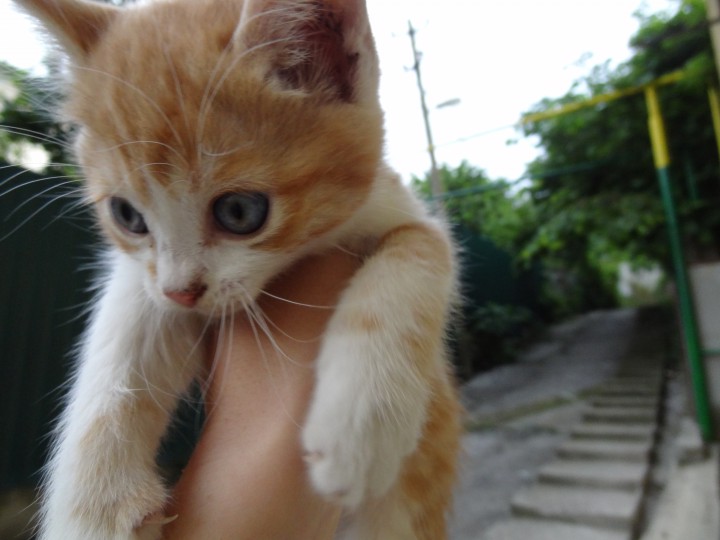 Котик в добрые руки.