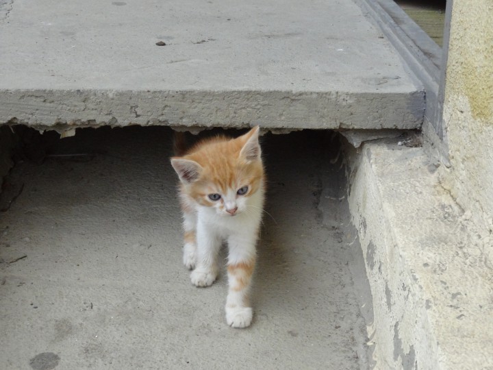 Котик в добрые руки.