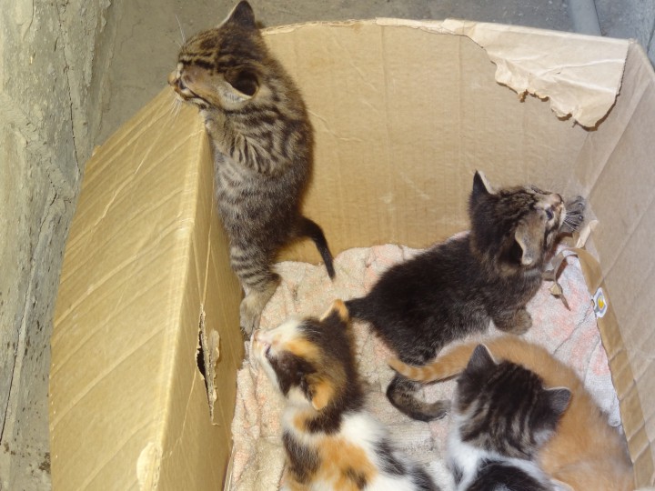 Котик в добрые руки.