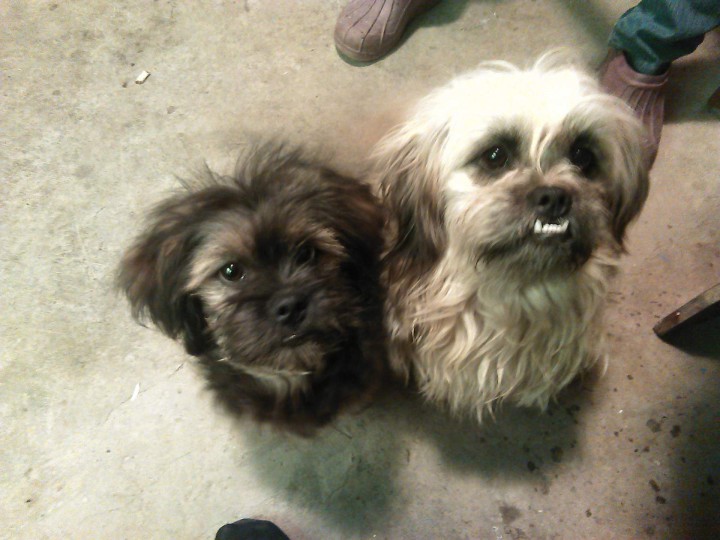 Пропал щенок (Дагомыс)