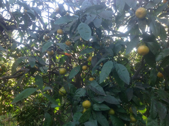 Продам мандарины в абхазии