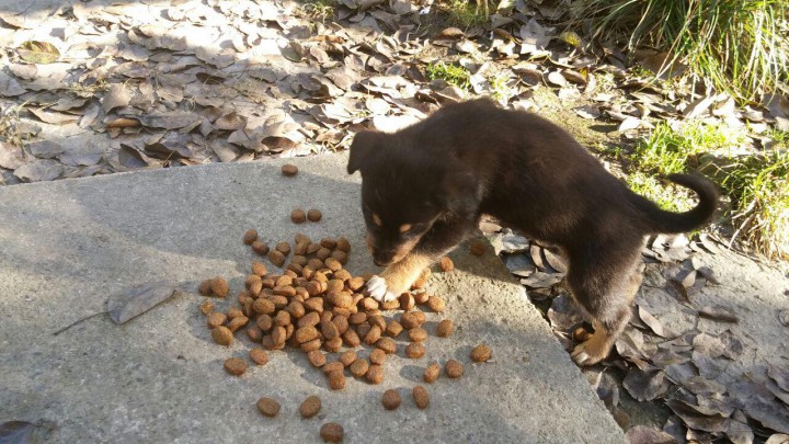 Отдам в добрые руки 5 овчарят