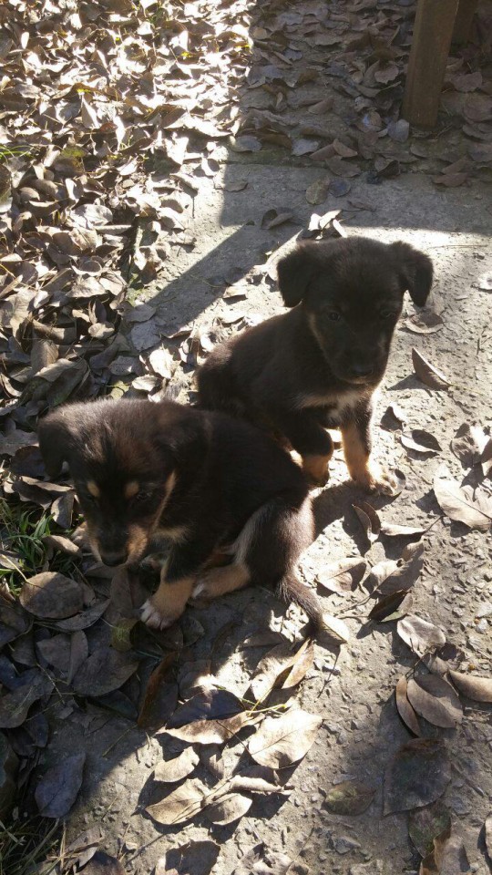 Отдам в добрые руки 5 овчарят