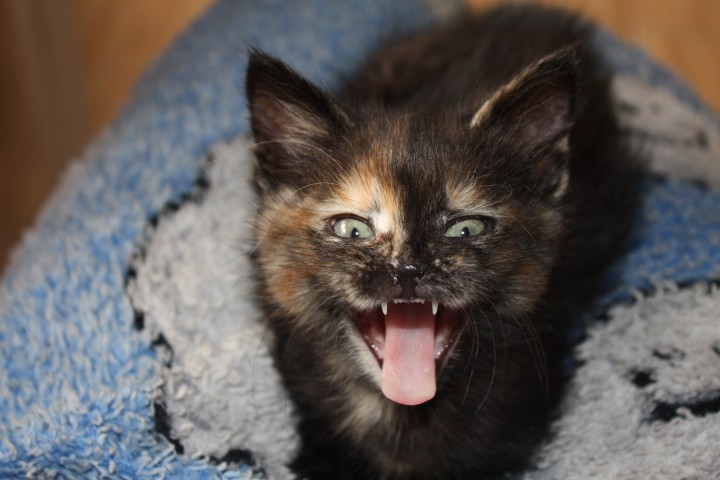 Отдам котенка