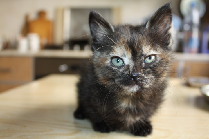 Отдам котенка